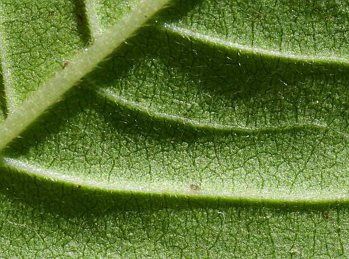 Persicaria_virginiana_leaf2a.jpg