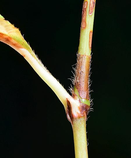 Persicaria_virginiana_ocrea.jpg