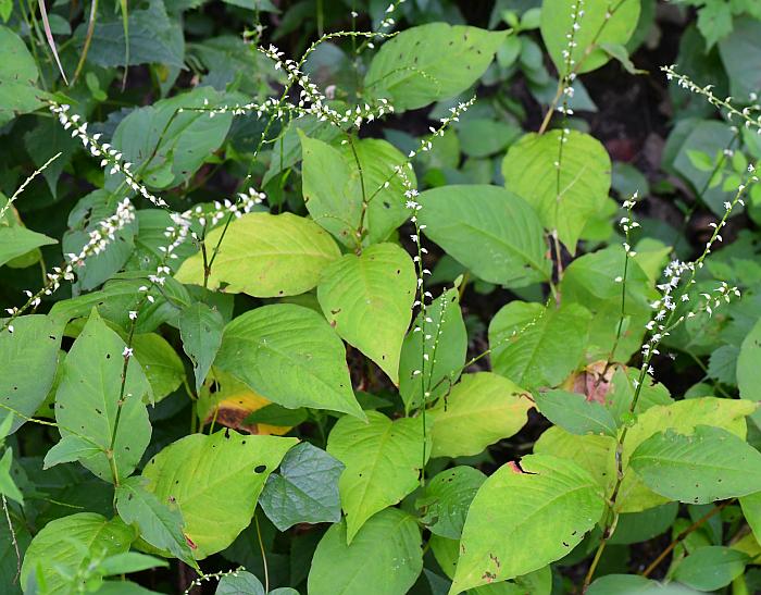 Persicaria_virginiana_plant.jpg