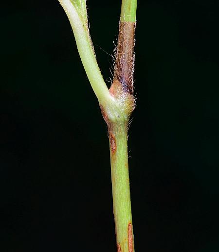 Persicaria_virginiana_stem.jpg