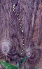 Persicaria virginiana thumbnail