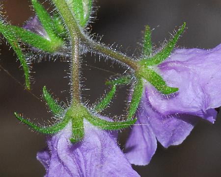 Phacelia_bipinnatifida_calyces.jpg