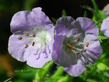 Phacelia_bipinnatifida_corollas.jpg