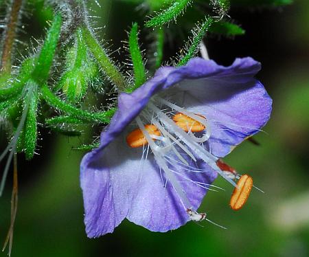 Phacelia_bipinnatifida_flower.jpg