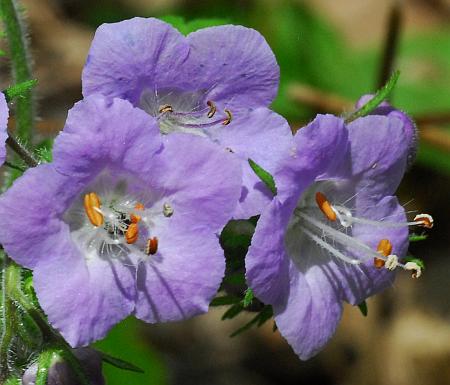 Phacelia_bipinnatifida_flowers.jpg