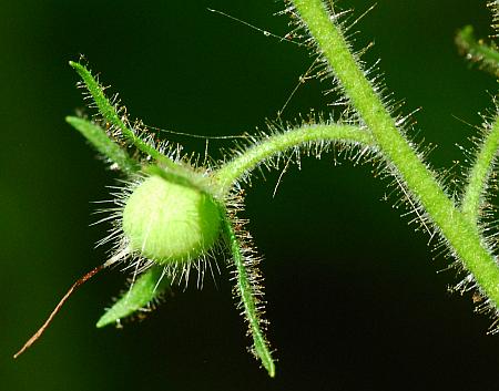 Phacelia_bipinnatifida_fruit.jpg