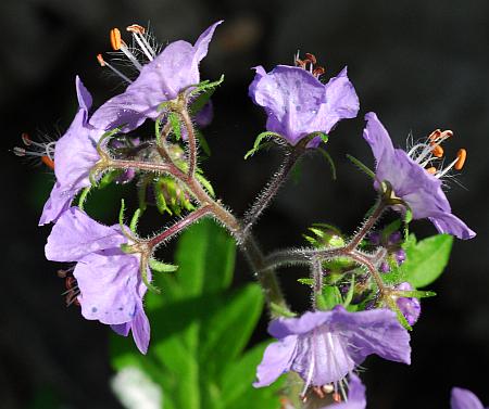 Phacelia_bipinnatifida_inflorescence.jpg