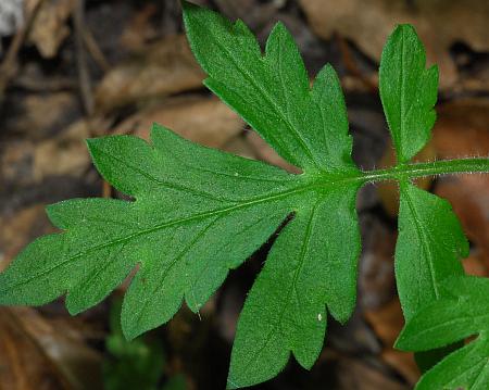 Phacelia_bipinnatifida_leaf1.jpg