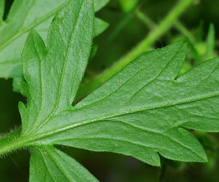 Phacelia_bipinnatifida_leaf2.jpg