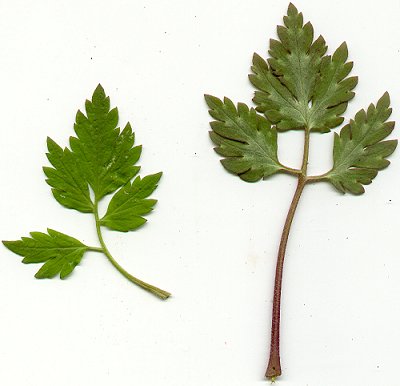 Phacelia_bipinnatifida_leaves.jpg