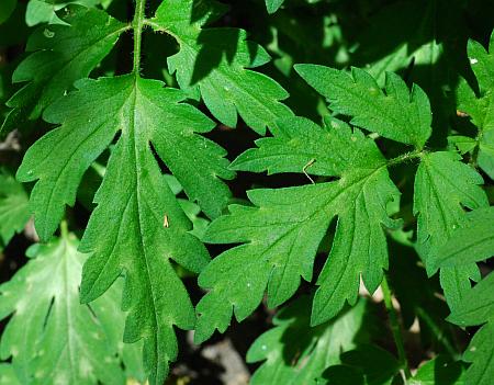 Phacelia_bipinnatifida_leaves1.jpg