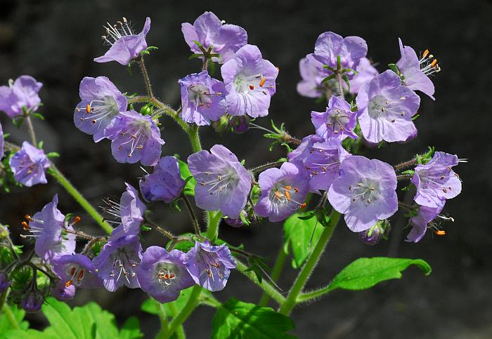 Phacelia_bipinnatifida_plant.jpg