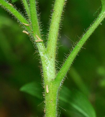 Phacelia_bipinnatifida_stem.jpg