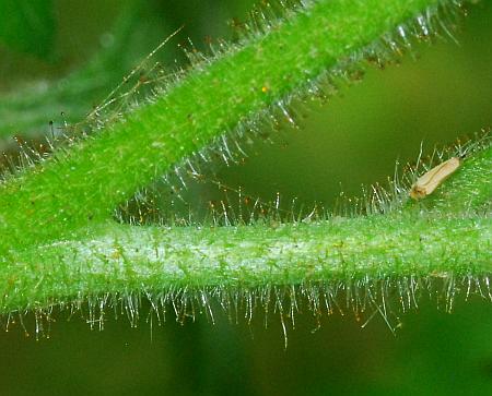 Phacelia_bipinnatifida_stem2.jpg