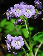 Phacelia bipinnatifida thumbnail