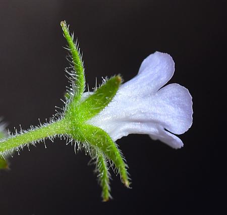 Phacelia_covillei_calyx.jpg