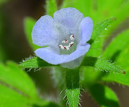 Phacelia_covillei_corolla.jpg