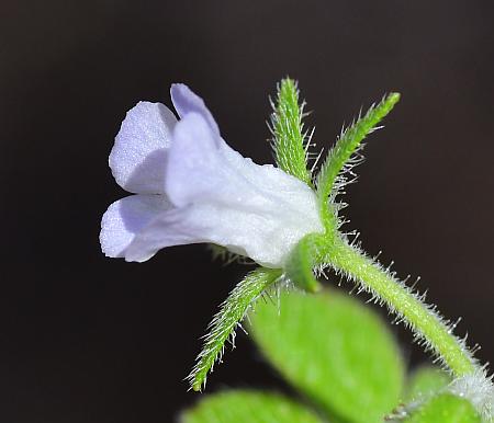 Phacelia_covillei_flower.jpg