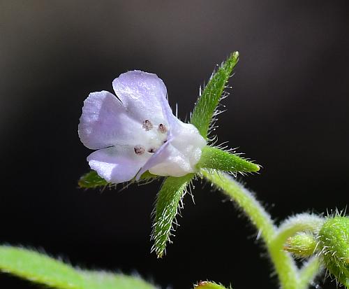 Phacelia_covillei_flower2.jpg