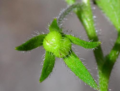 Phacelia_covillei_fruit1.jpg