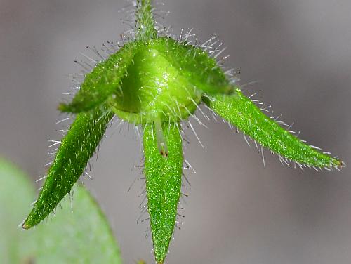 Phacelia_covillei_fruit2.jpg