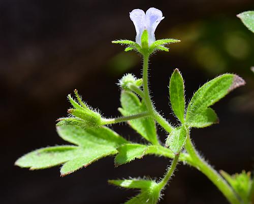 Phacelia_covillei_inflorescence.jpg