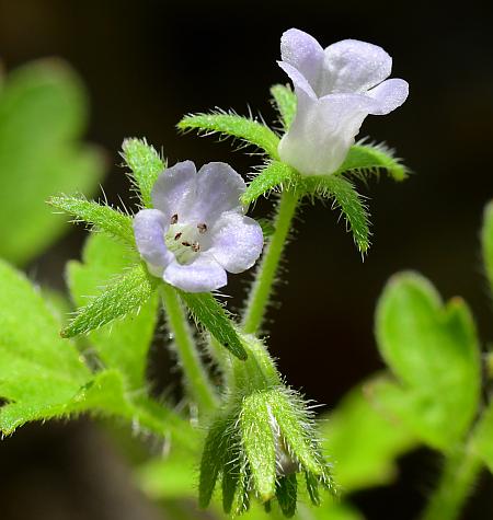 Phacelia_covillei_inflorescence2.jpg