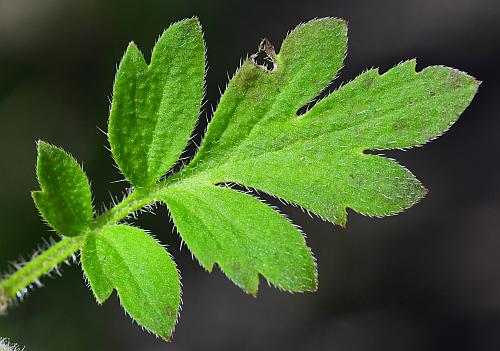 Phacelia_covillei_leaf1.jpg