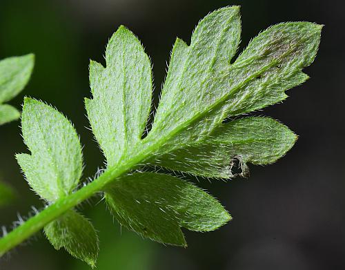 Phacelia_covillei_leaf2.jpg