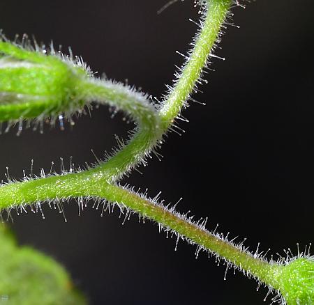 Phacelia_covillei_pedicels.jpg