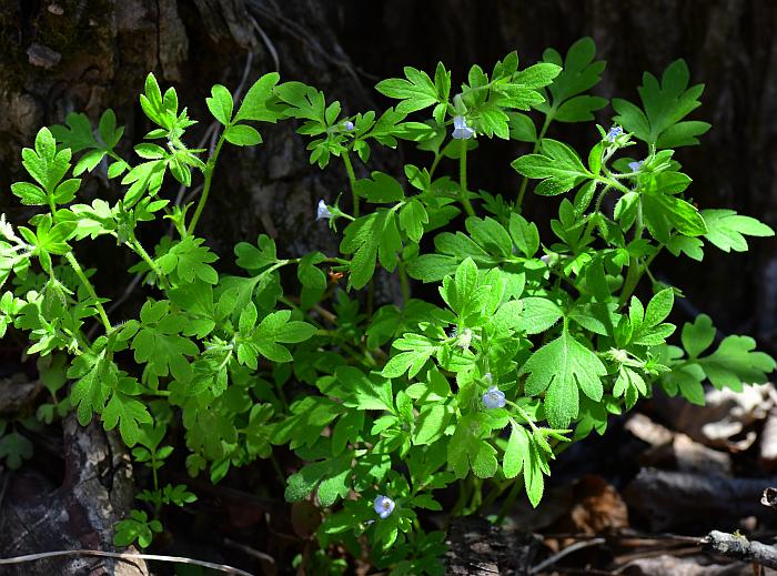 Phacelia_covillei_plant.jpg