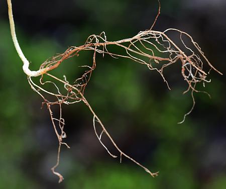 Phacelia_covillei_roots.jpg