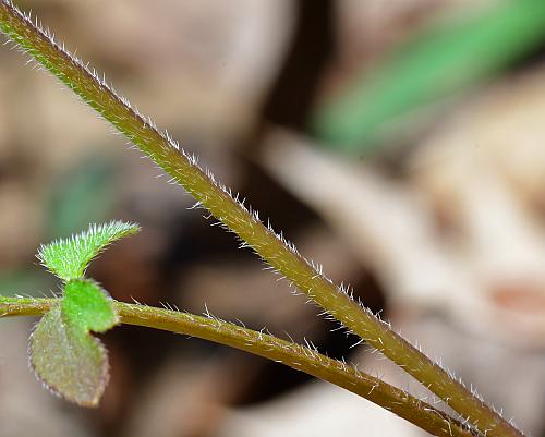 Phacelia_covillei_stem.jpg