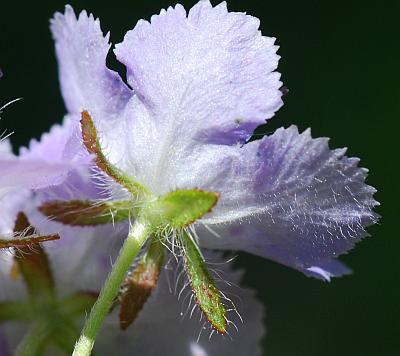 Phacelia_gilioides_calyx.jpg