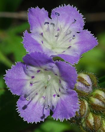 Phacelia_gilioides_corollas.jpg