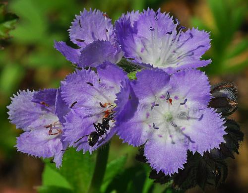 Phacelia_gilioides_flowers.jpg