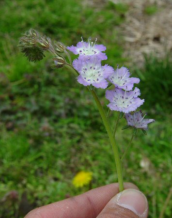 Phacelia_gilioides_inflorescence.jpg