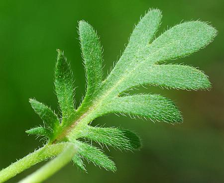 Phacelia_gilioides_leaf1.jpg