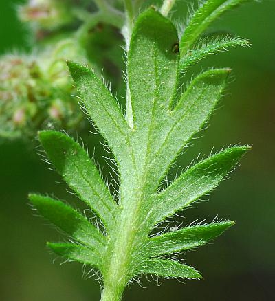 Phacelia_gilioides_leaf2.jpg