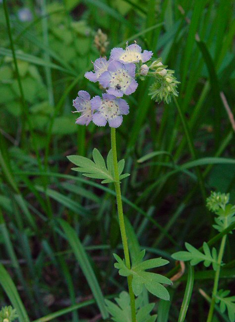 Phacelia_gilioides_plant.jpg