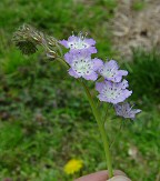 Phacelia gilioides thumbnail