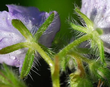 Phacelia_hirsuta_calyces.jpg