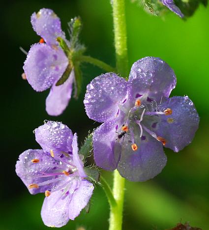 Phacelia_hirsuta_corollas.jpg