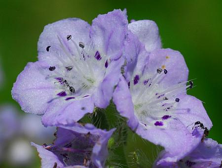 Phacelia_hirsuta_flowers.jpg