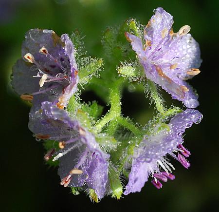 Phacelia_hirsuta_flowers2.jpg