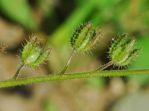 Phacelia_hirsuta_fruits.jpg