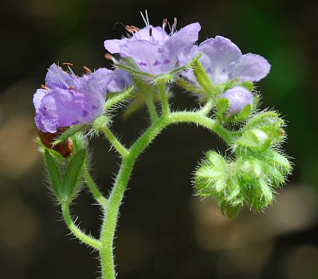 Phacelia_hirsuta_inflorescence.jpg