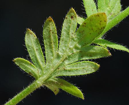 Phacelia_hirsuta_leaf2.jpg