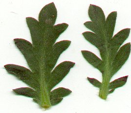 Phacelia_hirsuta_leaves.jpg