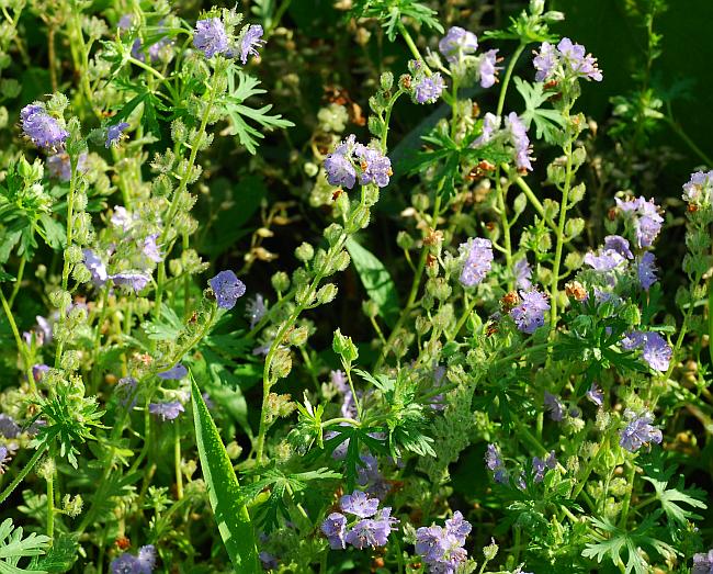 Phacelia_hirsuta_plant.jpg